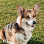 Studies: Podcasts, Broadcasters Boost Pet Supply Retailers