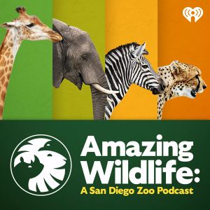 amazing wildlife a san diego zoo podcast