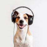 Dog with headphones