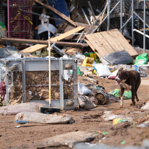 Urban Search and Rescue Canine Handler in West Asheville, NC