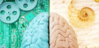 Right Brain Left Brain