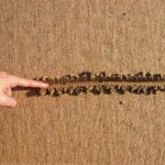 Line in the Sand