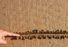Line in the Sand