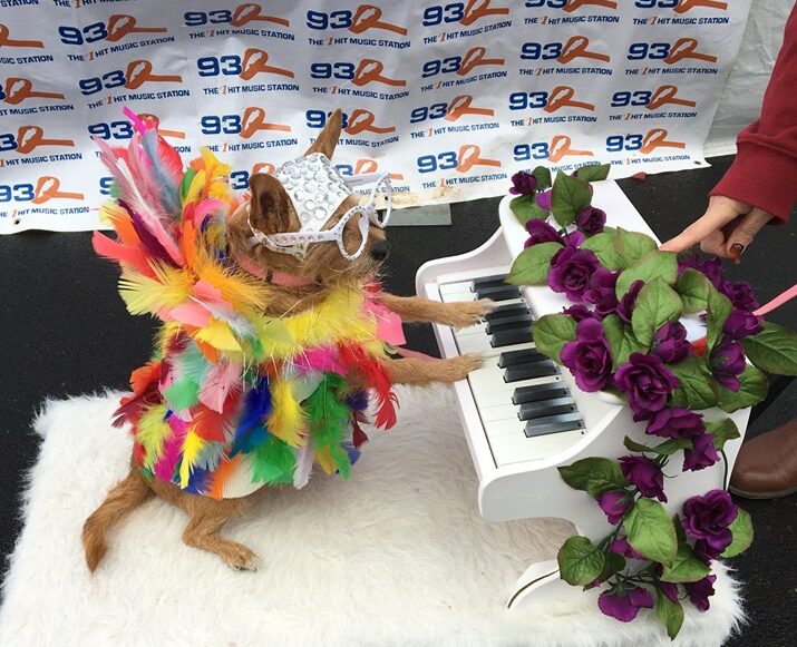 93Q Syracuse pet costume event: a dog in a feathered costume playing a toy piano